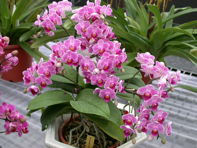 按此在新視窗瀏覽圖片