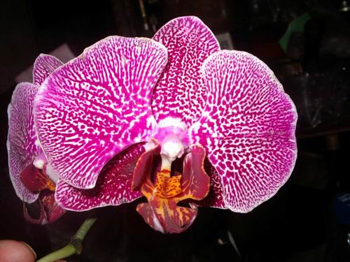 按此在新視窗瀏覽圖片