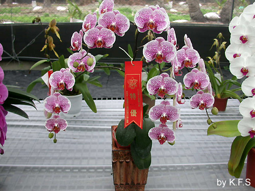 按此在新視窗瀏覽圖片