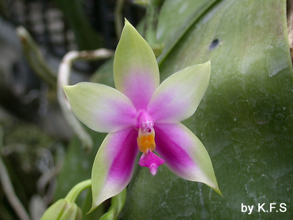 按此在新視窗瀏覽圖片