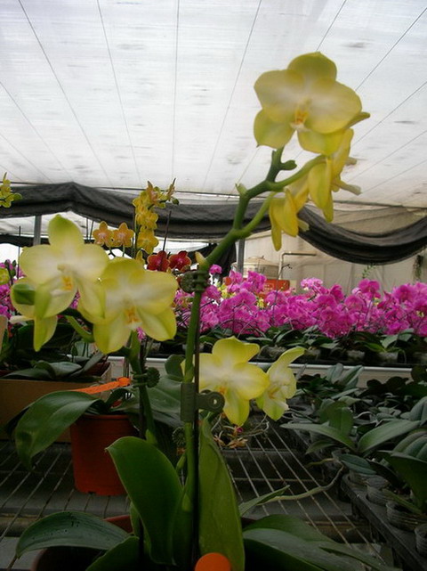 按此在新視窗瀏覽圖片