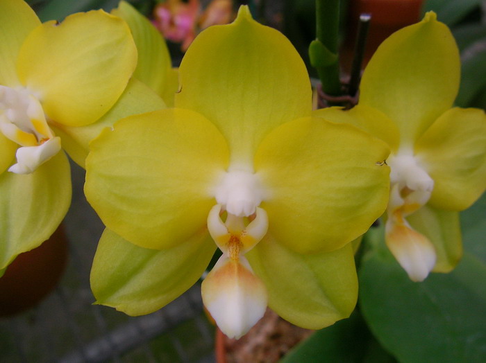 按此在新視窗瀏覽圖片