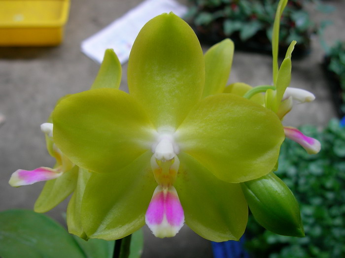 按此在新視窗瀏覽圖片