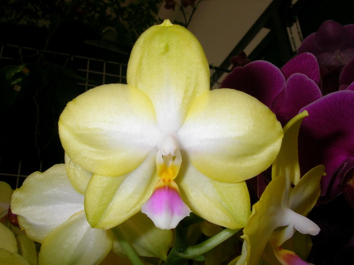 按此在新視窗瀏覽圖片