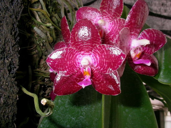 按此在新視窗瀏覽圖片