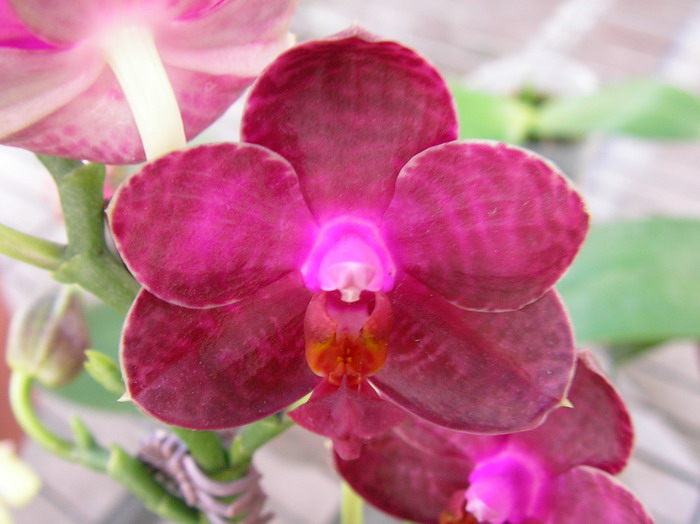 按此在新視窗瀏覽圖片