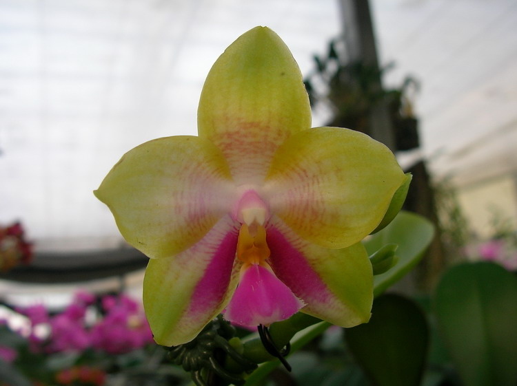 按此在新視窗瀏覽圖片