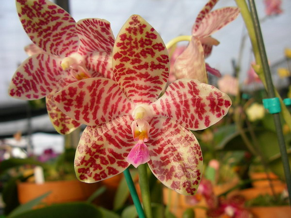 按此在新視窗瀏覽圖片