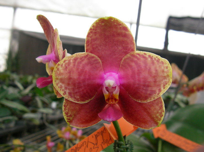 按此在新視窗瀏覽圖片