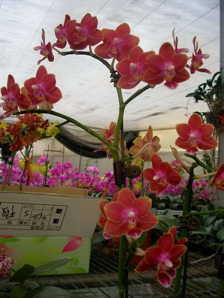 按此在新視窗瀏覽圖片