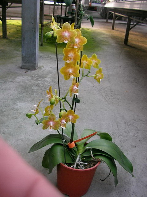 按此在新視窗瀏覽圖片