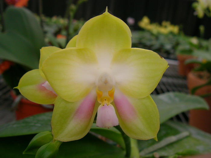 按此在新視窗瀏覽圖片