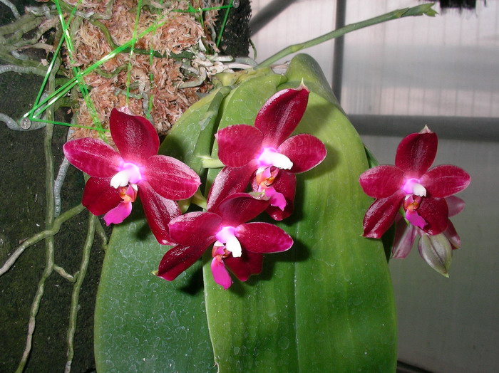 按此在新視窗瀏覽圖片