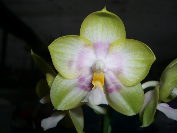 按此在新視窗瀏覽圖片