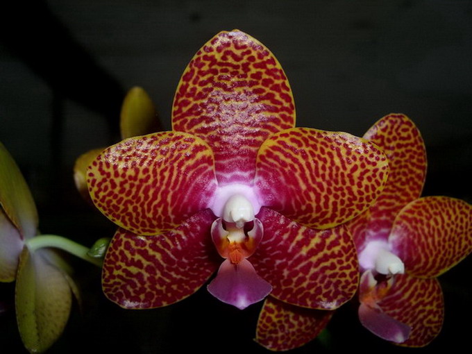 按此在新視窗瀏覽圖片