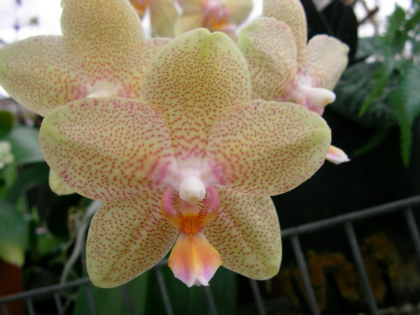 按此在新視窗瀏覽圖片