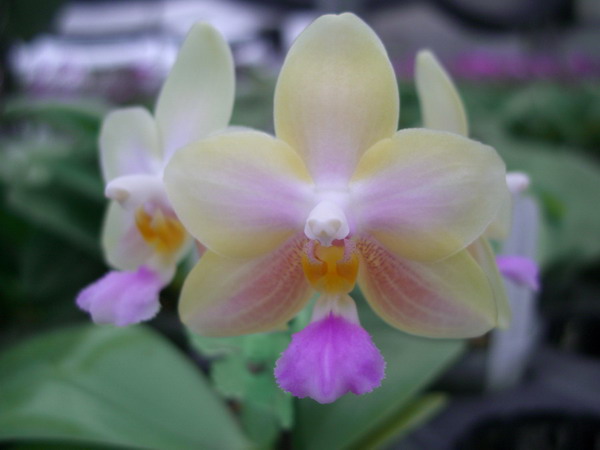 按此在新視窗瀏覽圖片