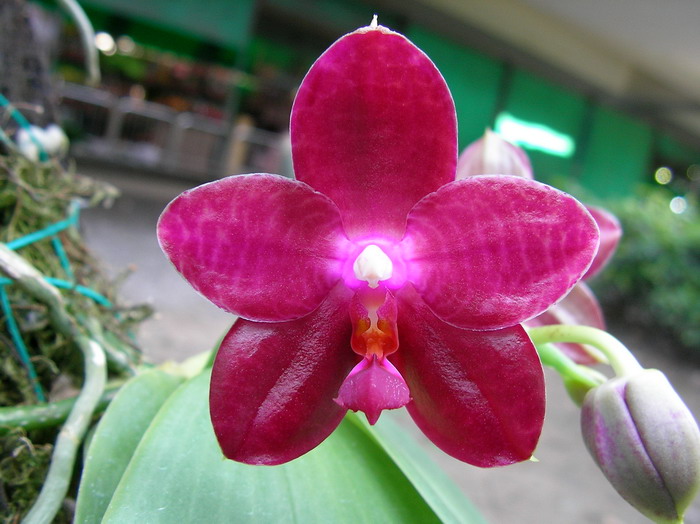 按此在新視窗瀏覽圖片