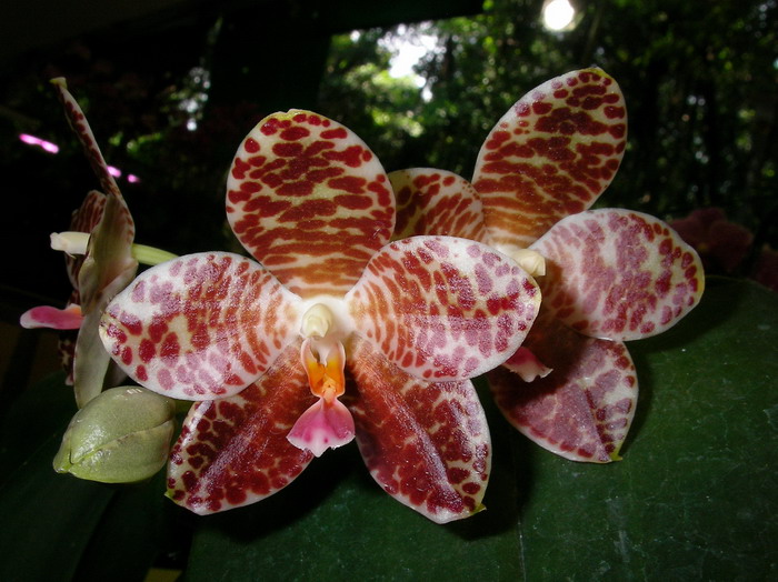 按此在新視窗瀏覽圖片