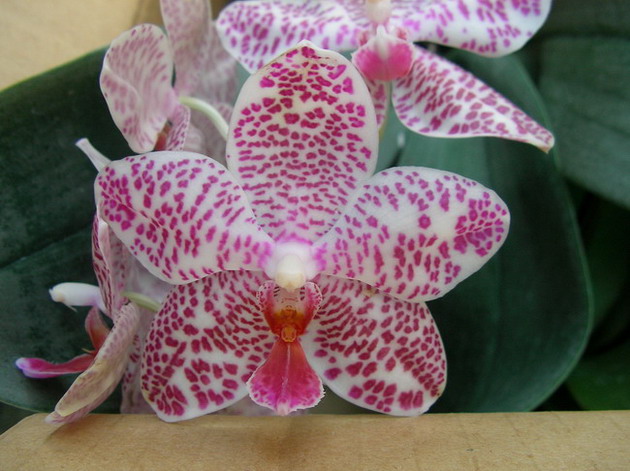 按此在新視窗瀏覽圖片