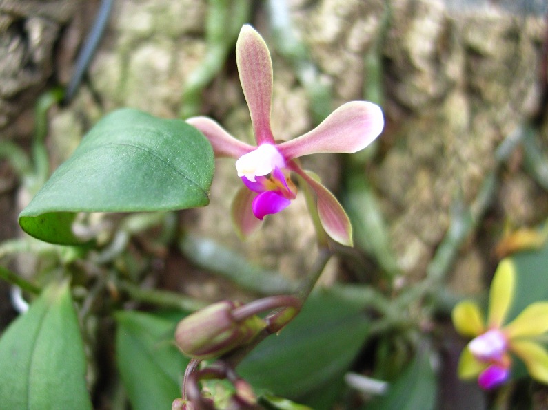 按此在新視窗瀏覽圖片