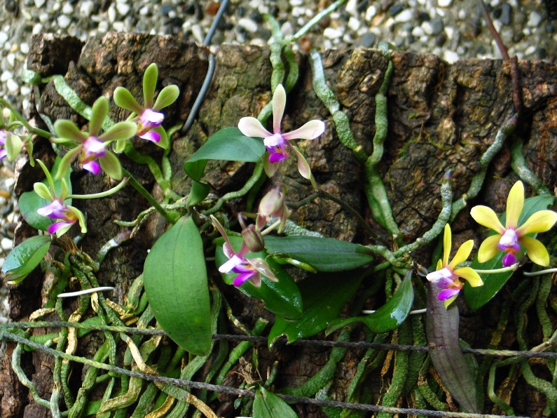 按此在新視窗瀏覽圖片