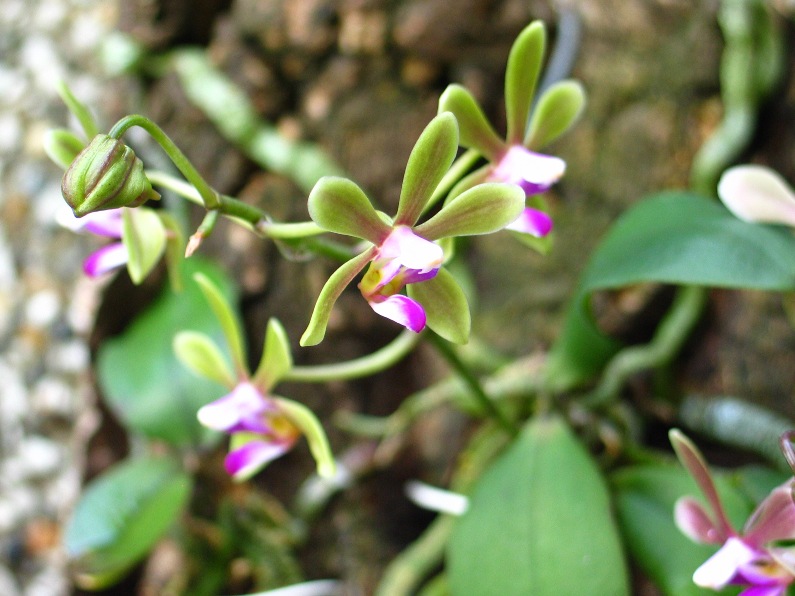 按此在新視窗瀏覽圖片