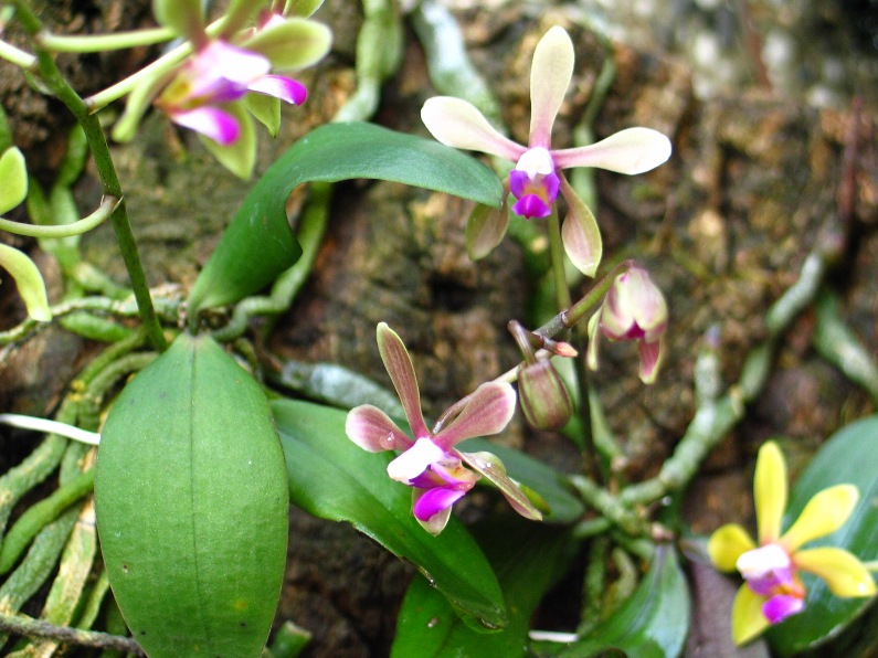 按此在新視窗瀏覽圖片