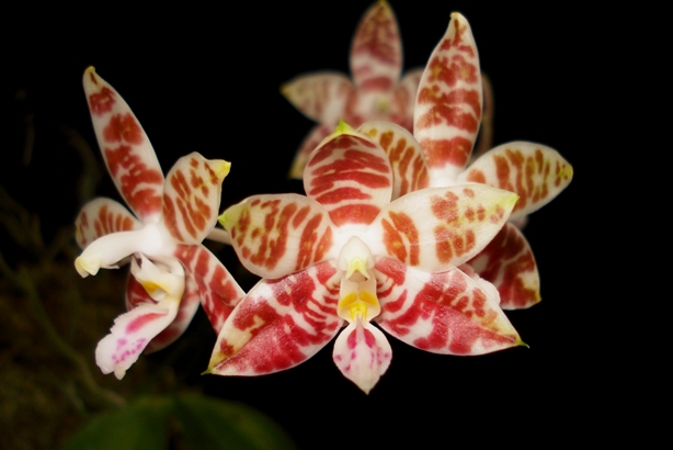 按此在新視窗瀏覽圖片