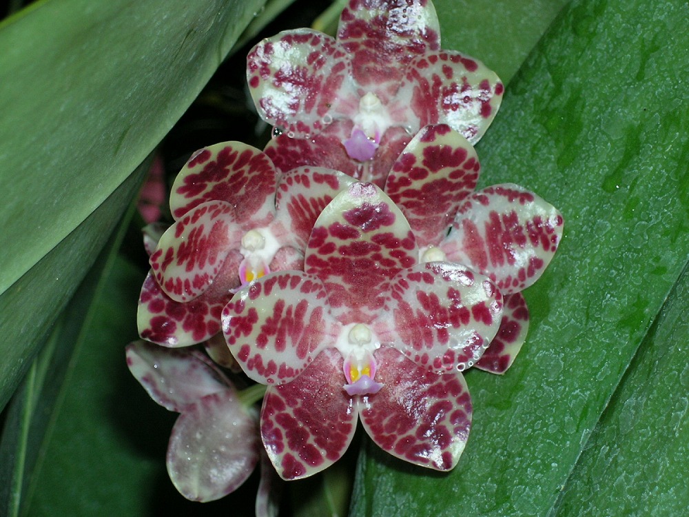 按此在新視窗瀏覽圖片