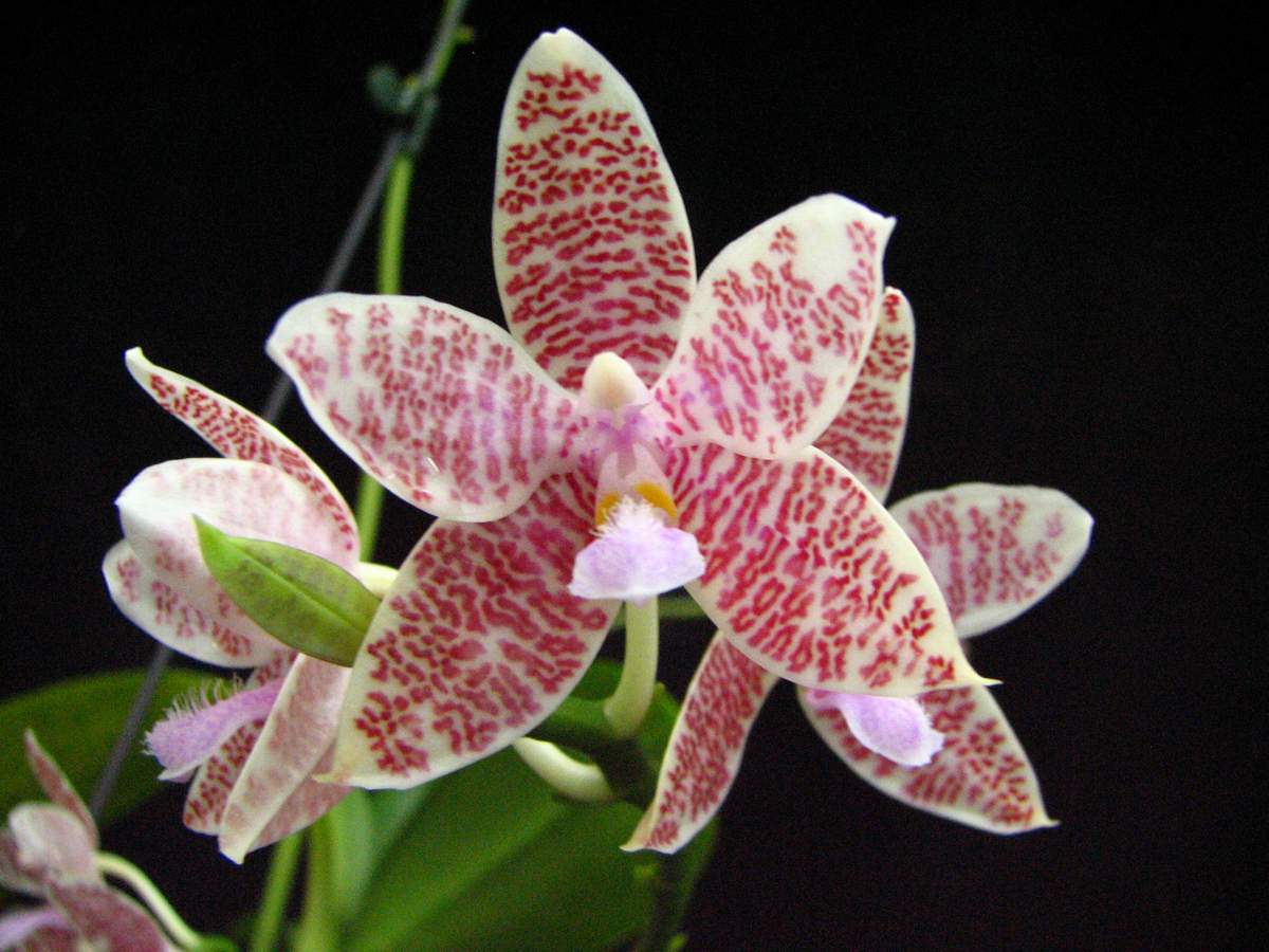 按此在新視窗瀏覽圖片