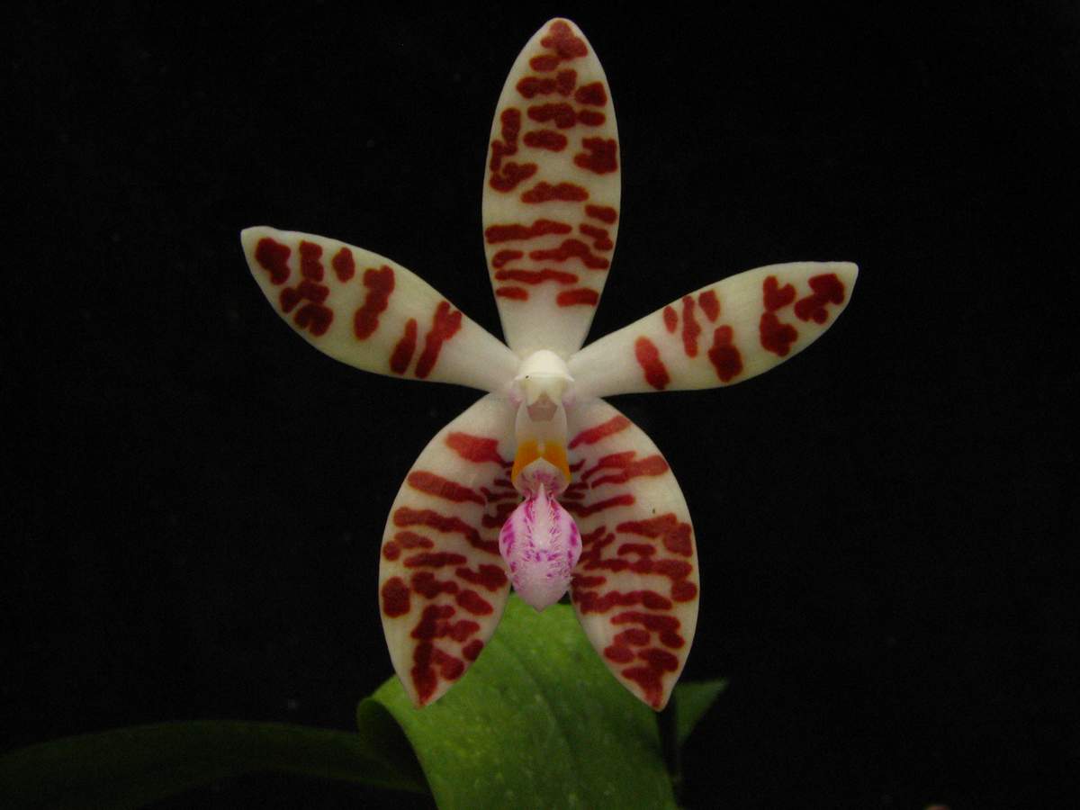 按此在新視窗瀏覽圖片