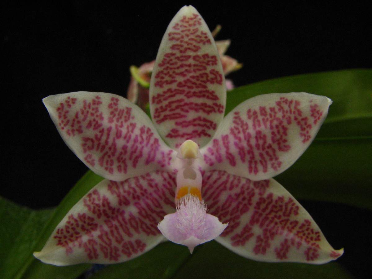 按此在新視窗瀏覽圖片