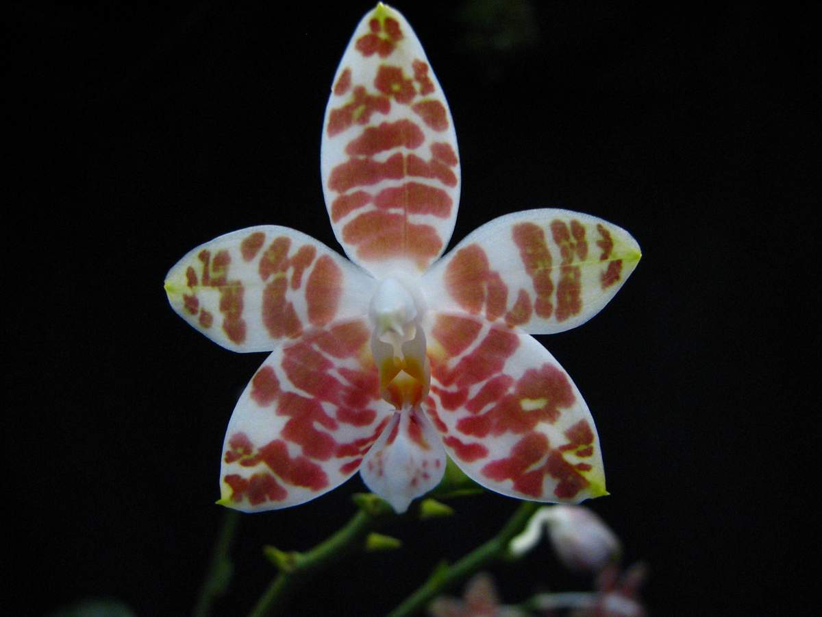 按此在新視窗瀏覽圖片