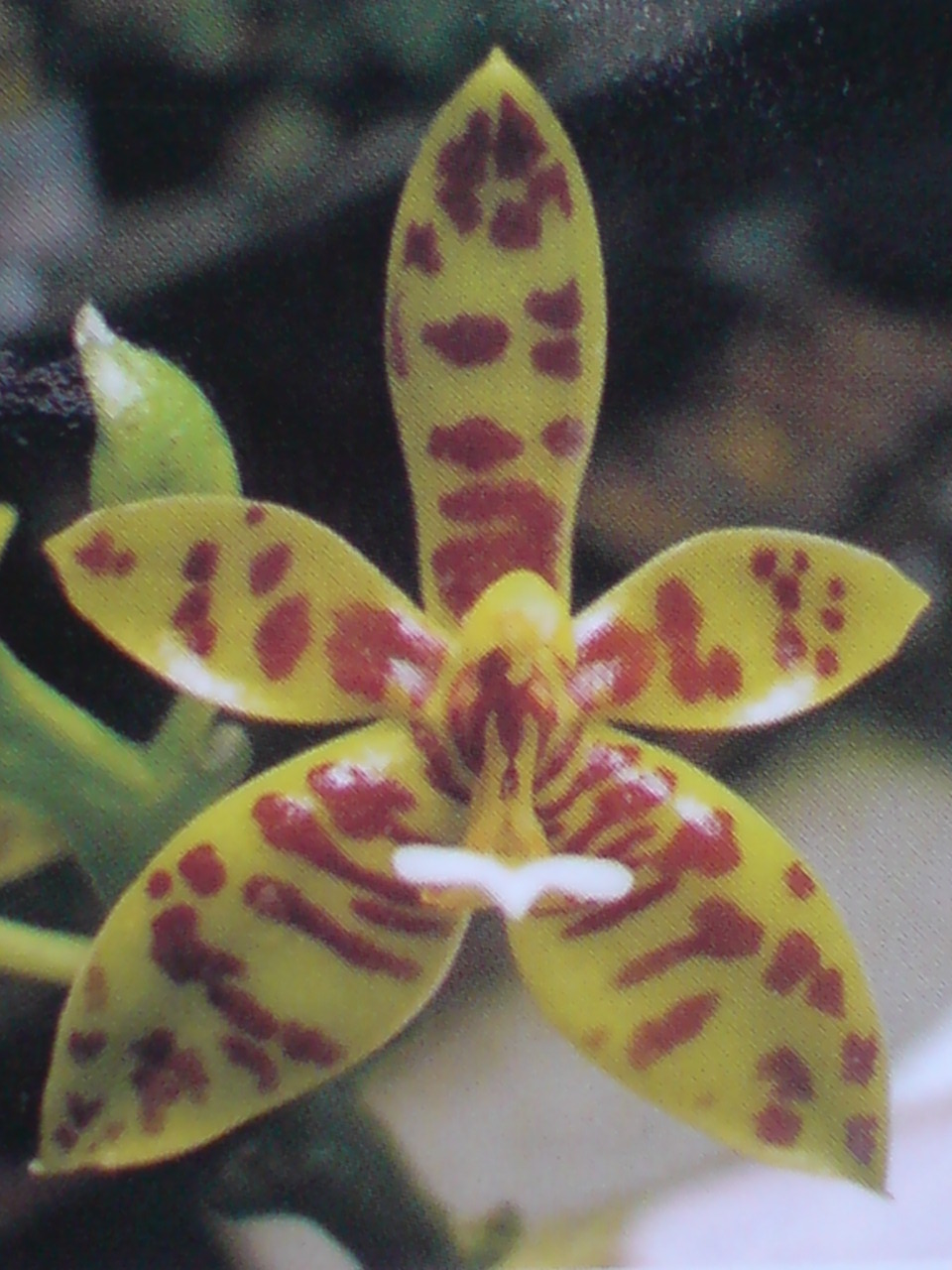 按此在新視窗瀏覽圖片