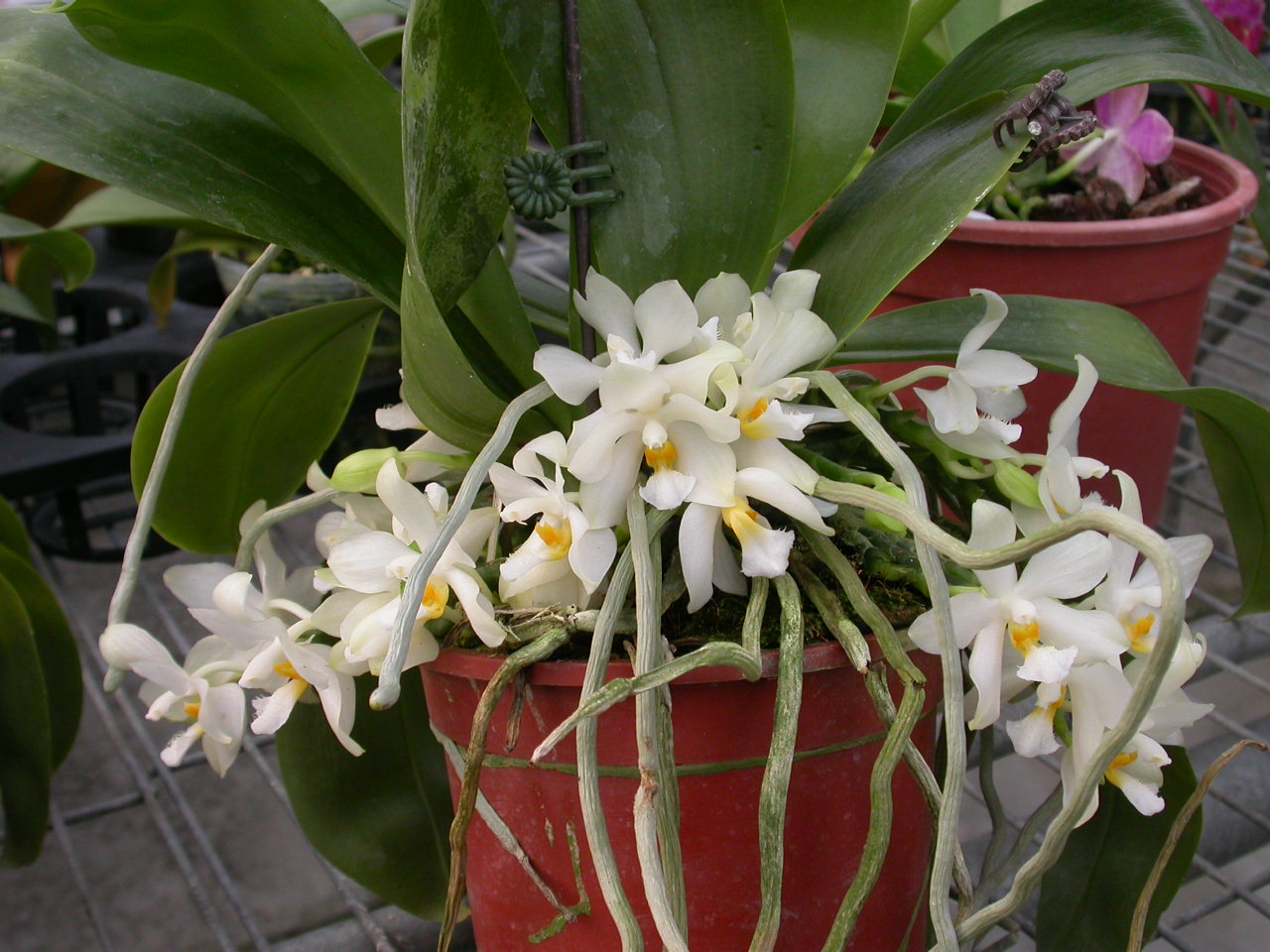 按此在新視窗瀏覽圖片