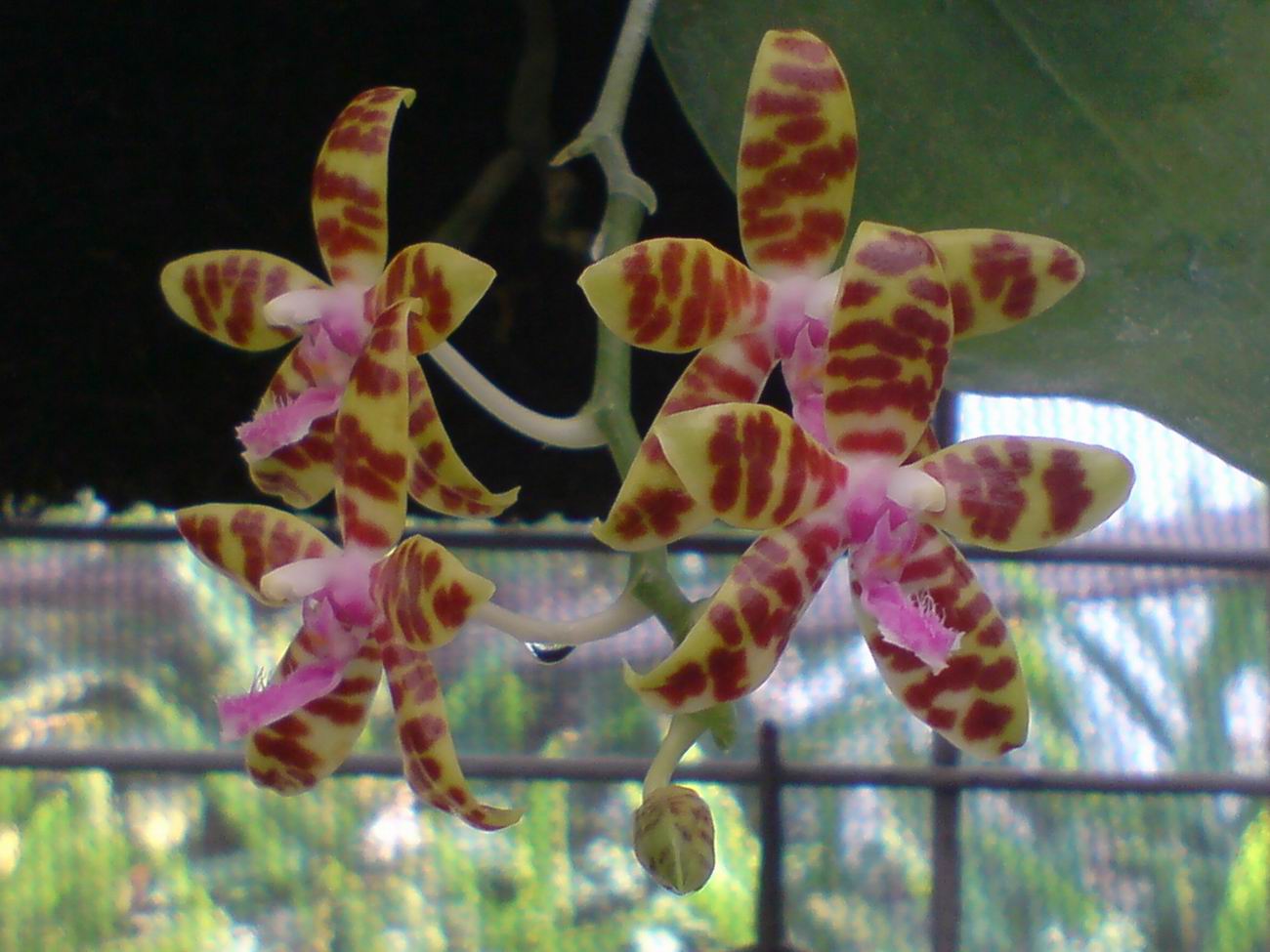 按此在新視窗瀏覽圖片