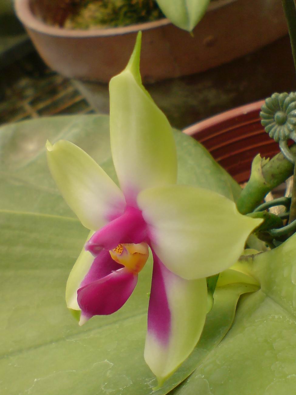 按此在新視窗瀏覽圖片