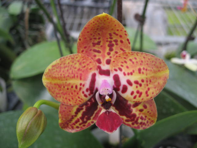 按此在新視窗瀏覽圖片