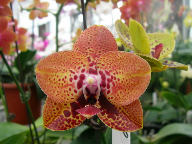 按此在新視窗瀏覽圖片