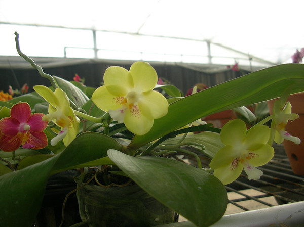 按此在新視窗瀏覽圖片