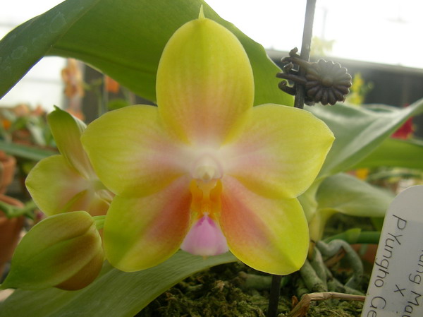 按此在新視窗瀏覽圖片