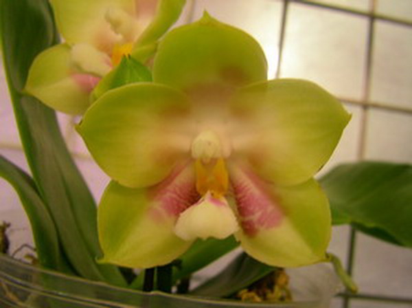 按此在新視窗瀏覽圖片