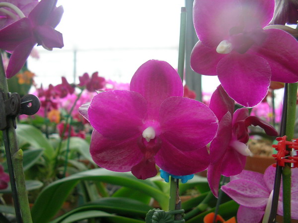 按此在新視窗瀏覽圖片