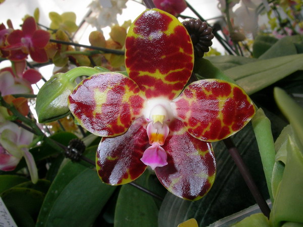 按此在新視窗瀏覽圖片