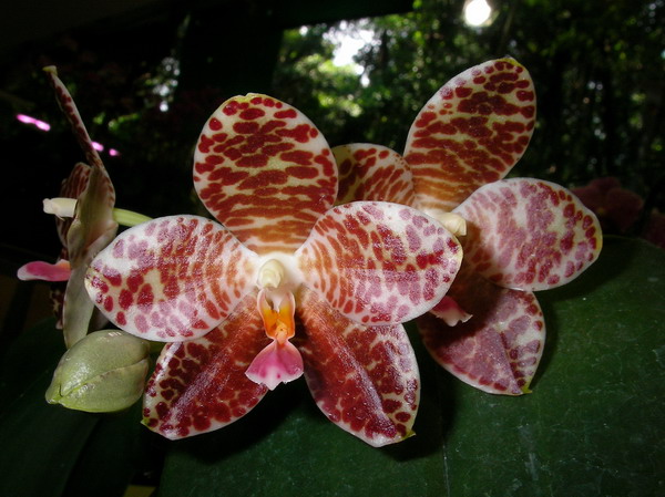 按此在新視窗瀏覽圖片