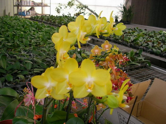 按此在新視窗瀏覽圖片