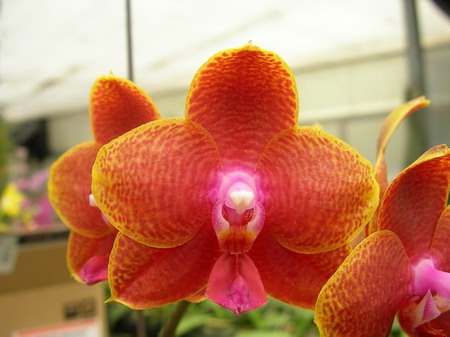 按此在新視窗瀏覽圖片