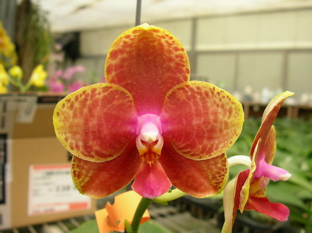 按此在新視窗瀏覽圖片