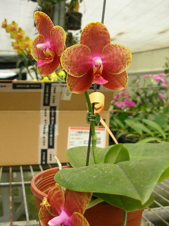 按此在新視窗瀏覽圖片